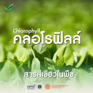 Chlorophyll